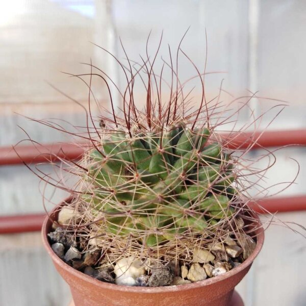 Mammillaria lewisiana L 029