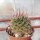 Mammillaria lewisiana L 029
