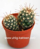 Mammillaria limonensis R 1620