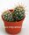 Mammillaria limonensis R 1620