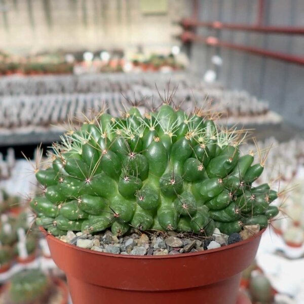 Dolichothele longimamma cristata