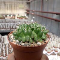 Dolichothele longimamma cristata