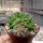 Dolichothele longimamma cristata