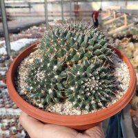 Mammillaria macracantha
