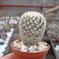 Mammillaria magallanii