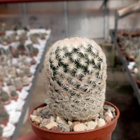 Mammillaria magallanii