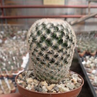 Mammillaria magallanii
