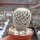 Mammillaria magallanii