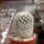 Mammillaria magallanii