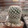 Mammillaria magallanii