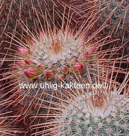 Mammillaria magnifica