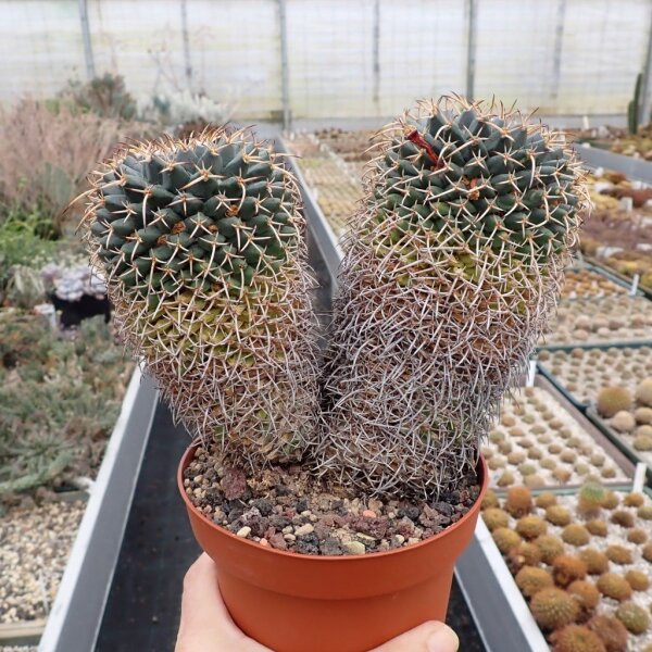 Mammillaria magnimamma