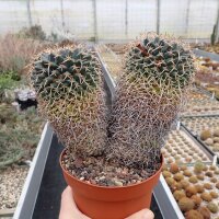 Mammillaria magnimamma