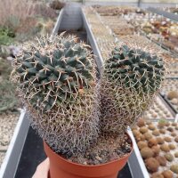 Mammillaria magnimamma