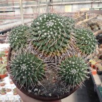 Mammillaria magnimamma