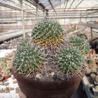 Mammillaria magnimamma