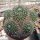 Mammillaria magnimamma