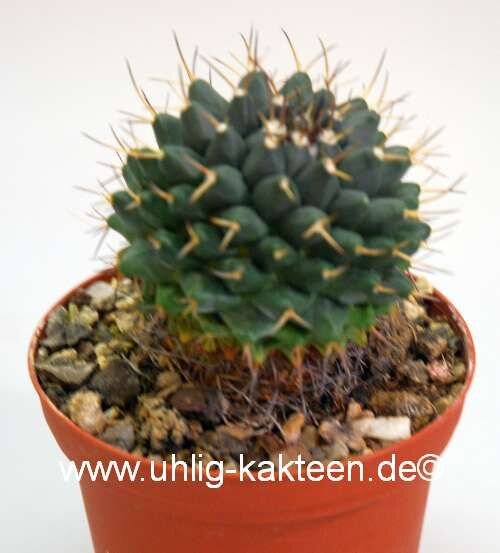 Mammillaria magnimamma Aldama, Gto.