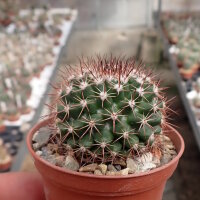 Mammillaria mammilaris