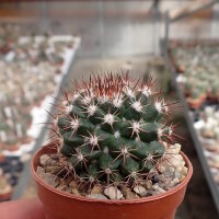 Mammillaria mammilaris