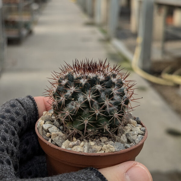 Mammillaria mammillaris Venezuela