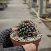 Mammillaria mammillaris Venezuela