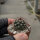 Mammillaria mammillaris Venezuela
