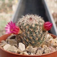 Mammillaria matudae