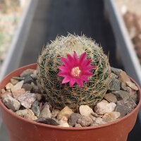 Mammillaria matudae