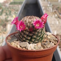 Mammillaria matudae