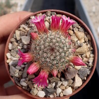Mammillaria matudae