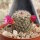 Mammillaria matudae