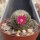 Mammillaria matudae