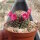 Mammillaria matudae