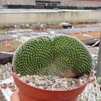 Mammillaria matudae cristata