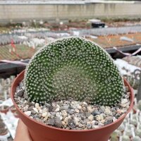 Mammillaria matudae cristata