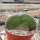 Mammillaria matudae cristata
