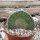 Mammillaria matudae cristata