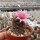 Mammillaria mazatlanensis v. monocentra