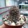Mammillaria mazatlanensis v. monocentra