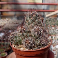 Mammillaria mazatlanensis v. patonii