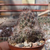 Mammillaria mazatlanensis v. patonii