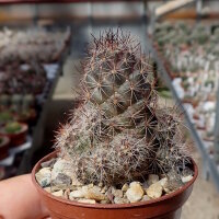 Mammillaria mazatlanensis v. patonii