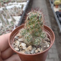 Mammillaria mazatlanensis v. patonii