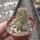 Mammillaria mazatlanensis v. patonii