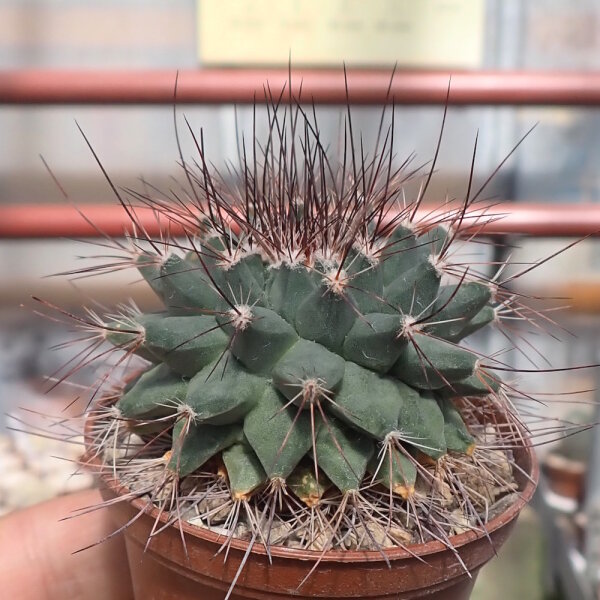 Mammillaria melanocentra Rinconada, Nuevo Leon, Mexico