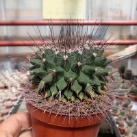 Mammillaria melanocentra Rinconada, Nuevo Leon, Mexico