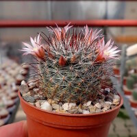 Mammillaria mercadensis