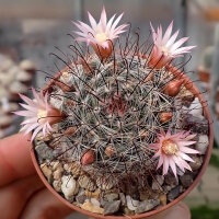 Mammillaria mercadensis