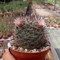 Mammillaria mercadensis